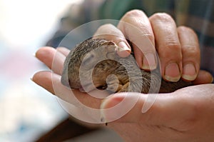 Baby Squirrel 1