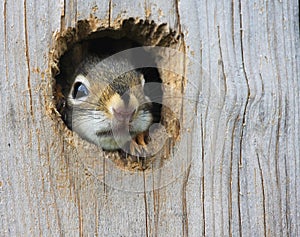 Baby Squirrel photo