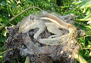 Baby squirrel