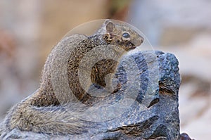 Baby Squirrel