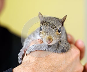 Baby squirrel