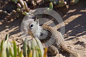 Baby Squirrel