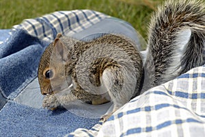 Baby squirrel