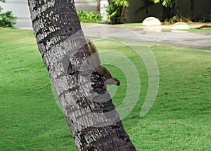 Baby Squirrel