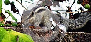 Baby squirrel