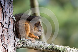 Baby squirrel