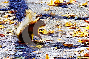 Baby Squirrel in Autumn