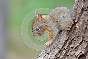 baby squirrel climbing tree trunk, its bushy tail visible