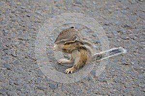 Baby Squirrel Eating