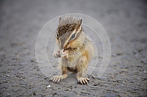 Baby Squirrel Eating