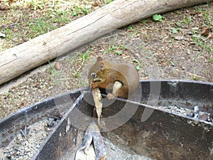 Baby Squirrel eating banana while camping