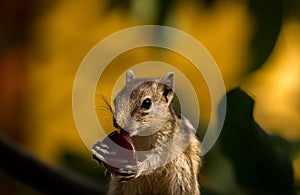 Baby Squirrel Eating Fruit. Cute Indian Palm Squirrel Stock Images