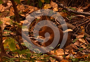 Baby squirrel eats nut in autumn forest