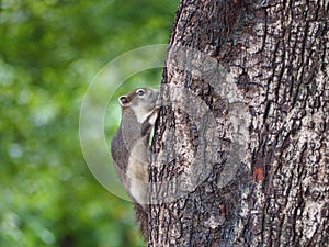 Baby squirrel escape to the tree.