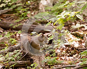 Baby squirrel in forest