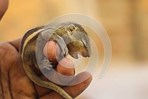 Baby squirrel holding its hand in human finger. Focused Finger. Common indian baby squirrel sleeping on the book. Blur background