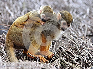 Baby Squirrel Monkey