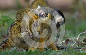 Baby squirrel monkey asleep on mothers back