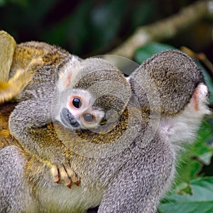 Baby Squirrel Monkey