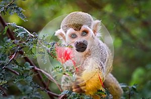 Baby Squirrel Monkey and Flower !