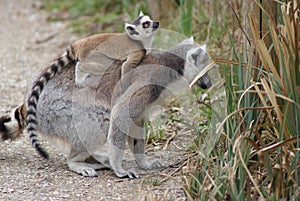 Baby squirrel monkey