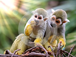 Baby Squirrel Monkey and Mother Watching !