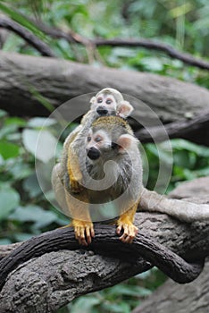 Baby Squirrel Monkey on It`s Mom`s Back