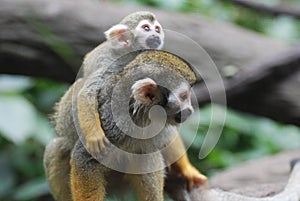 Baby Squirrel Monkey on it`s Mother`s Back