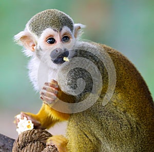 Baby Squirrel Monkey Saimiri Eating Popcorn !