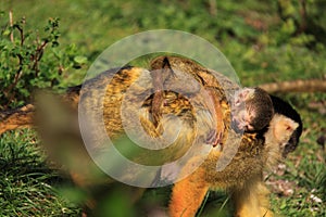 Baby squirrel monkey sleeping