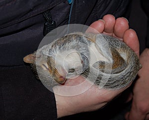 Baby squirrel napping