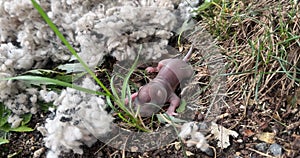 Baby squirrel, newborn, lying on the ground, out of its nest. Nature