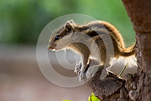 Baby Squirrel or Rodent or also known as the chipmunk sitting firmly on the tree trunk