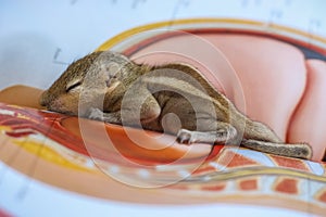 Baby squirrel sleeping on Book of Zoology, Common indian baby squirrel sleeping on the book. Blur background