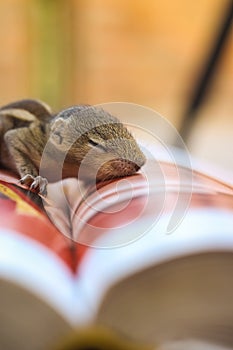 Baby squirrel sleeping on Book of Zoology, Common indian baby squirrel sleeping on the book. Blur background