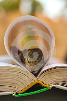 Baby squirrel sleeping on center of the book, Common indian baby squirrel sleeping on the book. Blur background