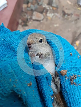 Baby Squirrel in Sri Lanka