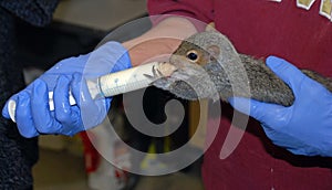 Baby Squirrel Syringe Fed Wildlife Rescue