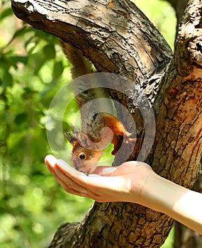 Baby squirrel takes nuts from man's hand