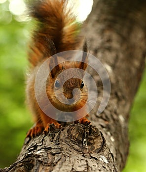 Baby squirrel on a tree