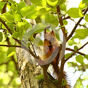 Baby squirrel on a tree