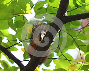 Baby squirrel on a tree