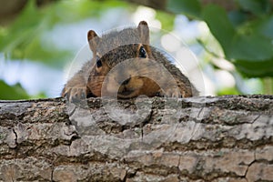 Baby Squirrel in a Tree