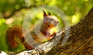 Baby squirrel on a tree