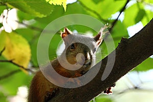 Baby squirrel on a tree