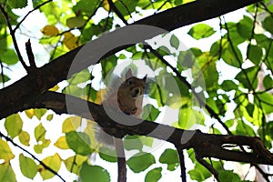 Baby squirrel on a tree