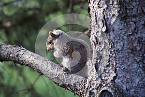 Baby Squirrel In The Tree