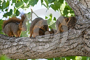 Baby Squirrels in a Tree