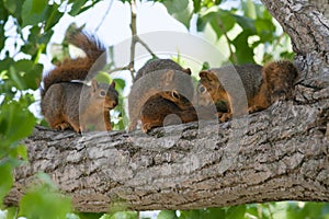 Baby Squirrels in a Tree photo