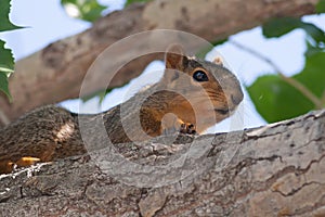 Baby Squirrel in a Tree